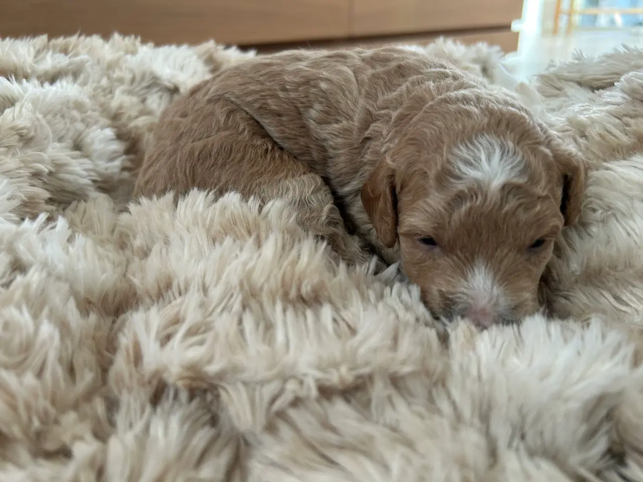 Billede 1 - Dværg puddel hundehvalpe