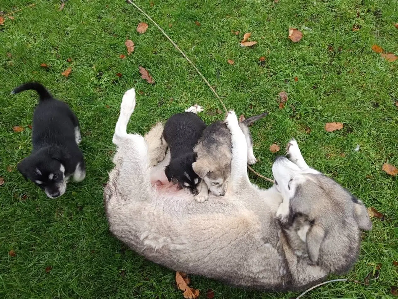 Billede 13 - Hvalpe mix