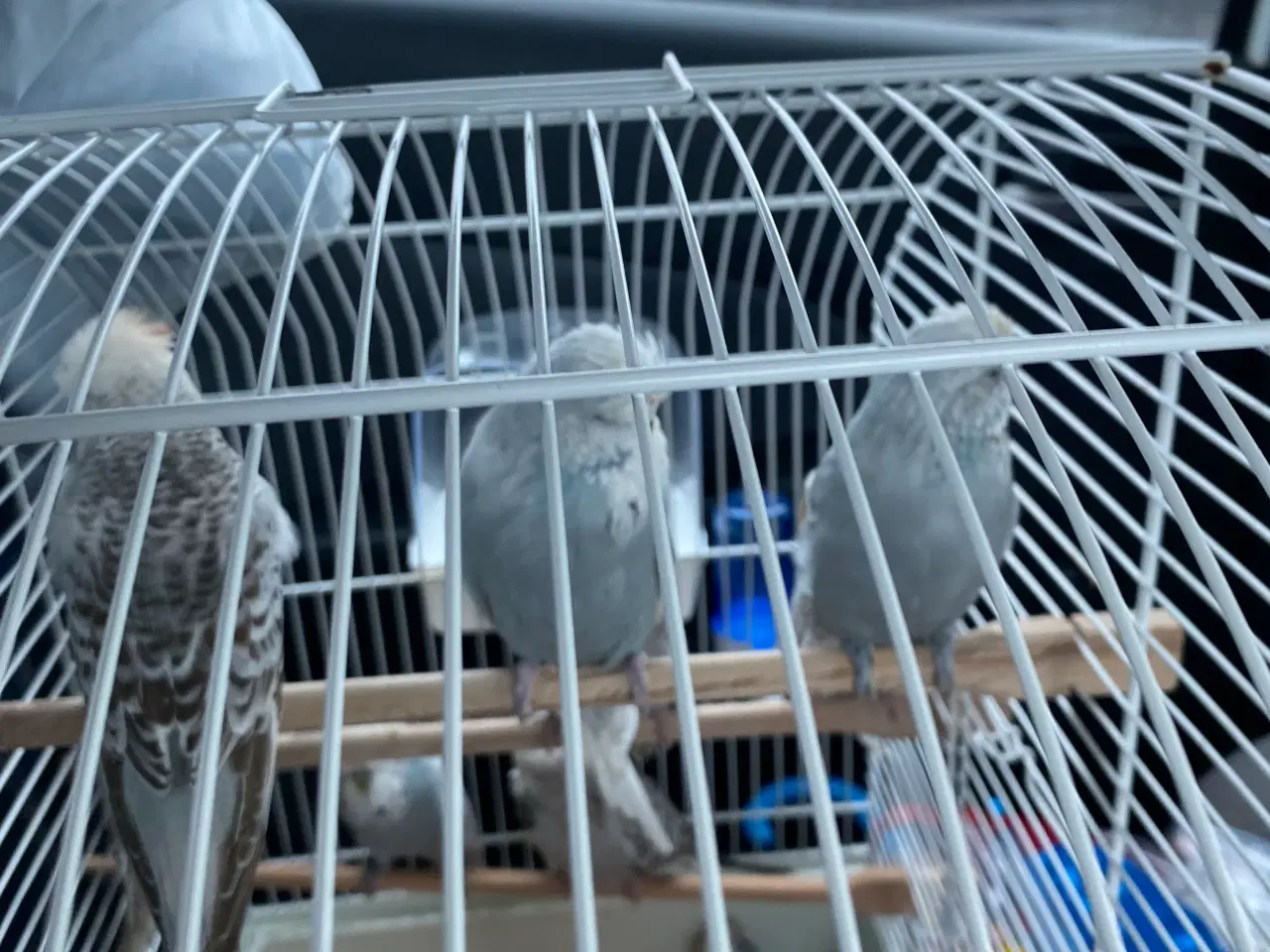 Billede 11 - Fugle Dværgpapegøje