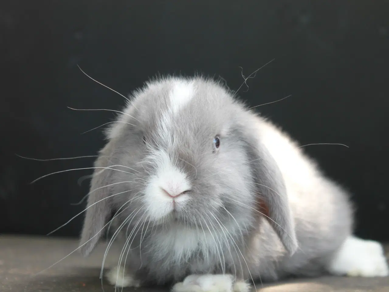 Billede 1 - Dværgvædder/Mini lop han