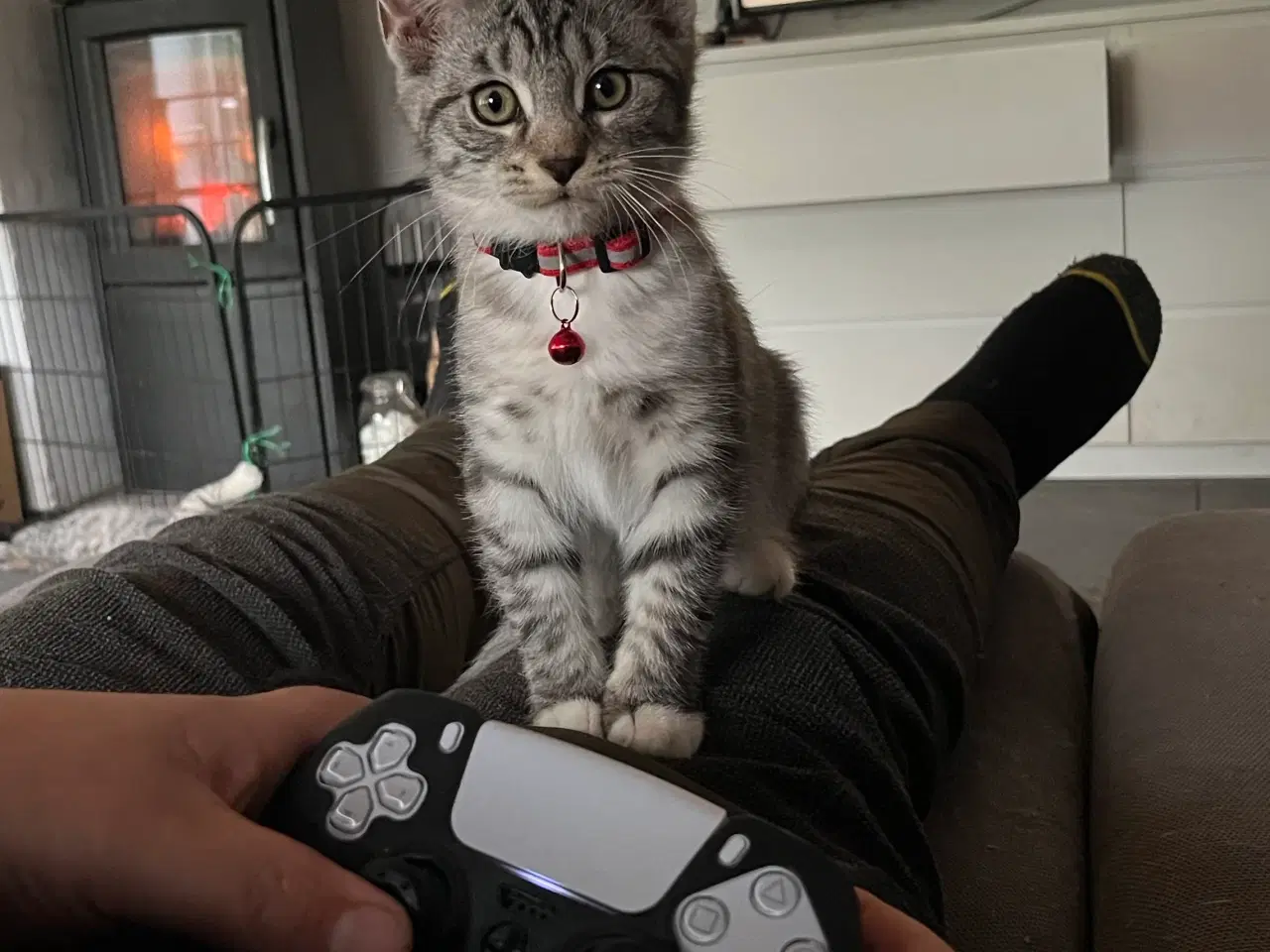 Billede 3 - Maine Coon blandning 