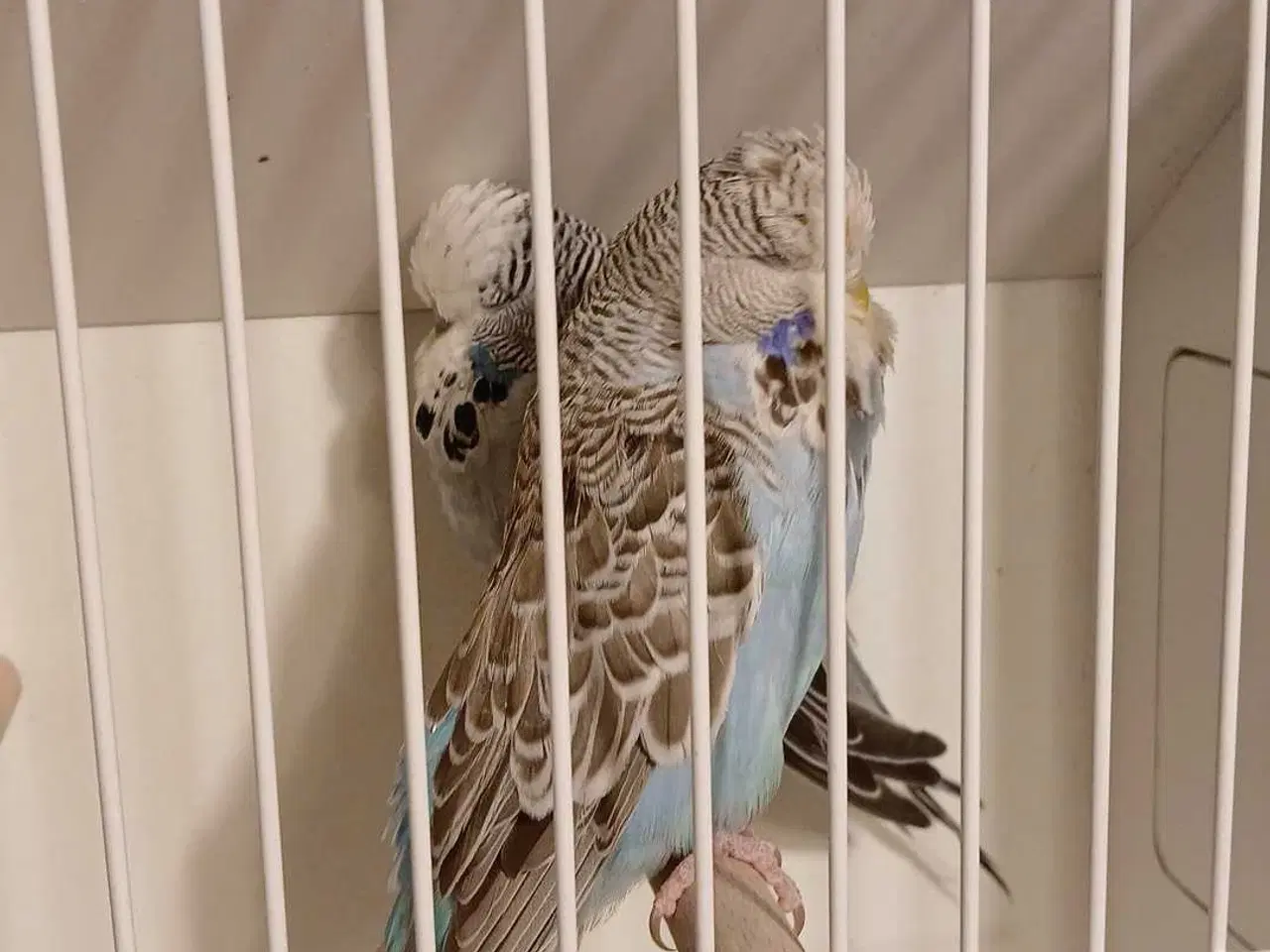 Billede 11 - 9 engelske undulater 