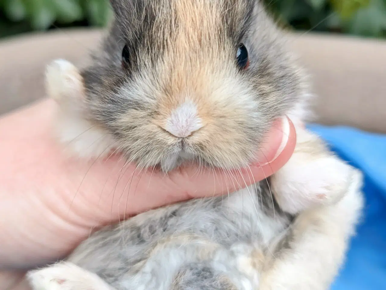 Billede 7 - Hermelin kaninunge sælges 