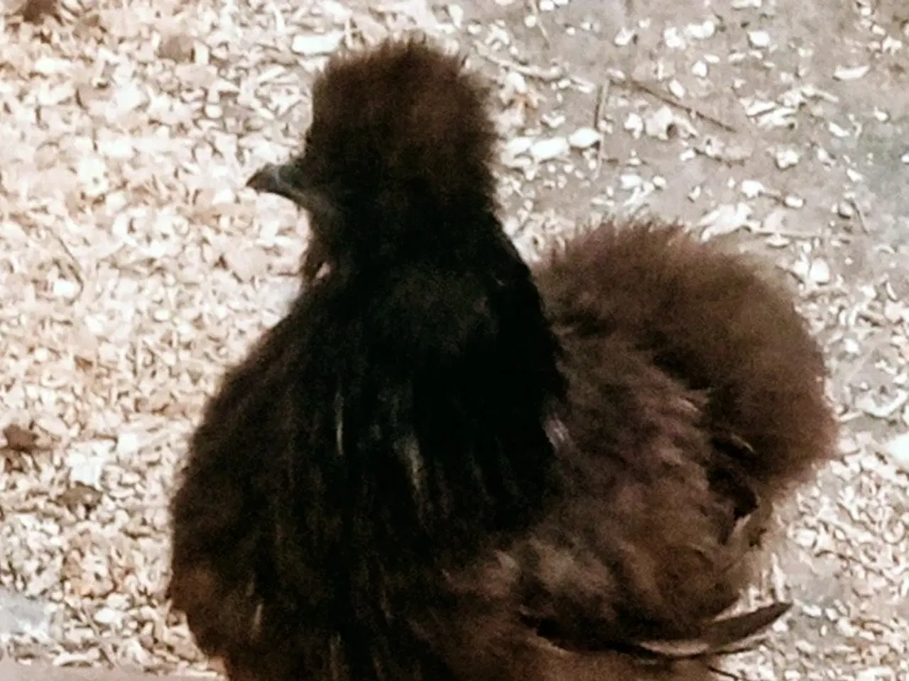 Billede 1 - Silke høns US/ mellem str