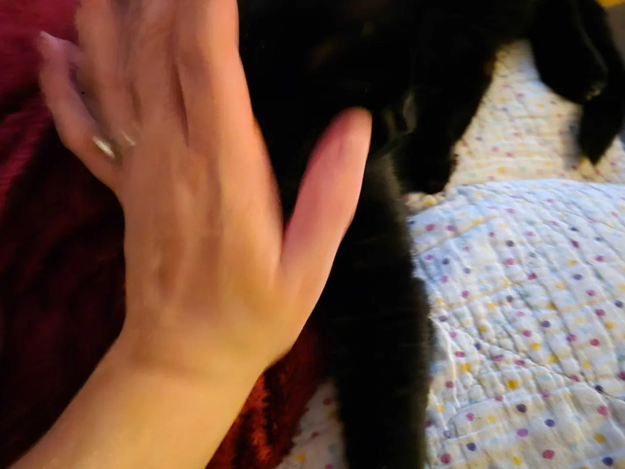 Billede 2 - Dejlig og kælen han kat