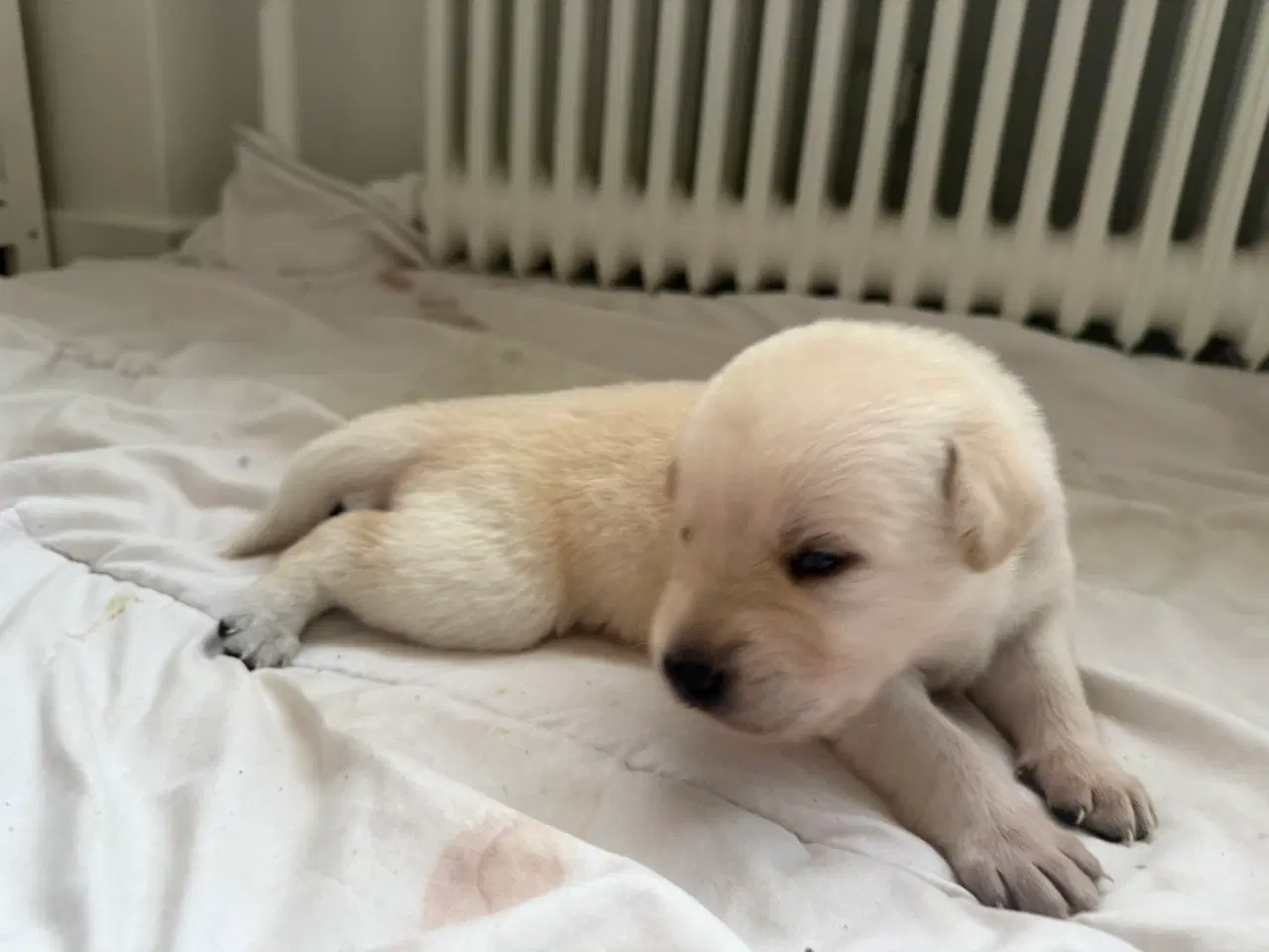 Billede 2 - Julegave til familien se her 