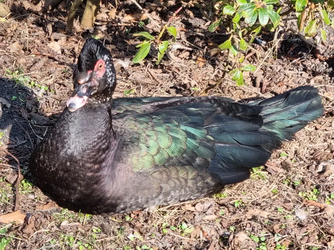 Billede 1 - Moskusand (andrikker)