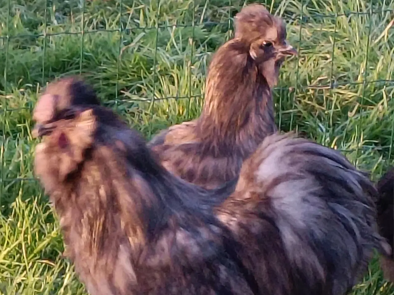 Billede 9 - Silke høns og Haner