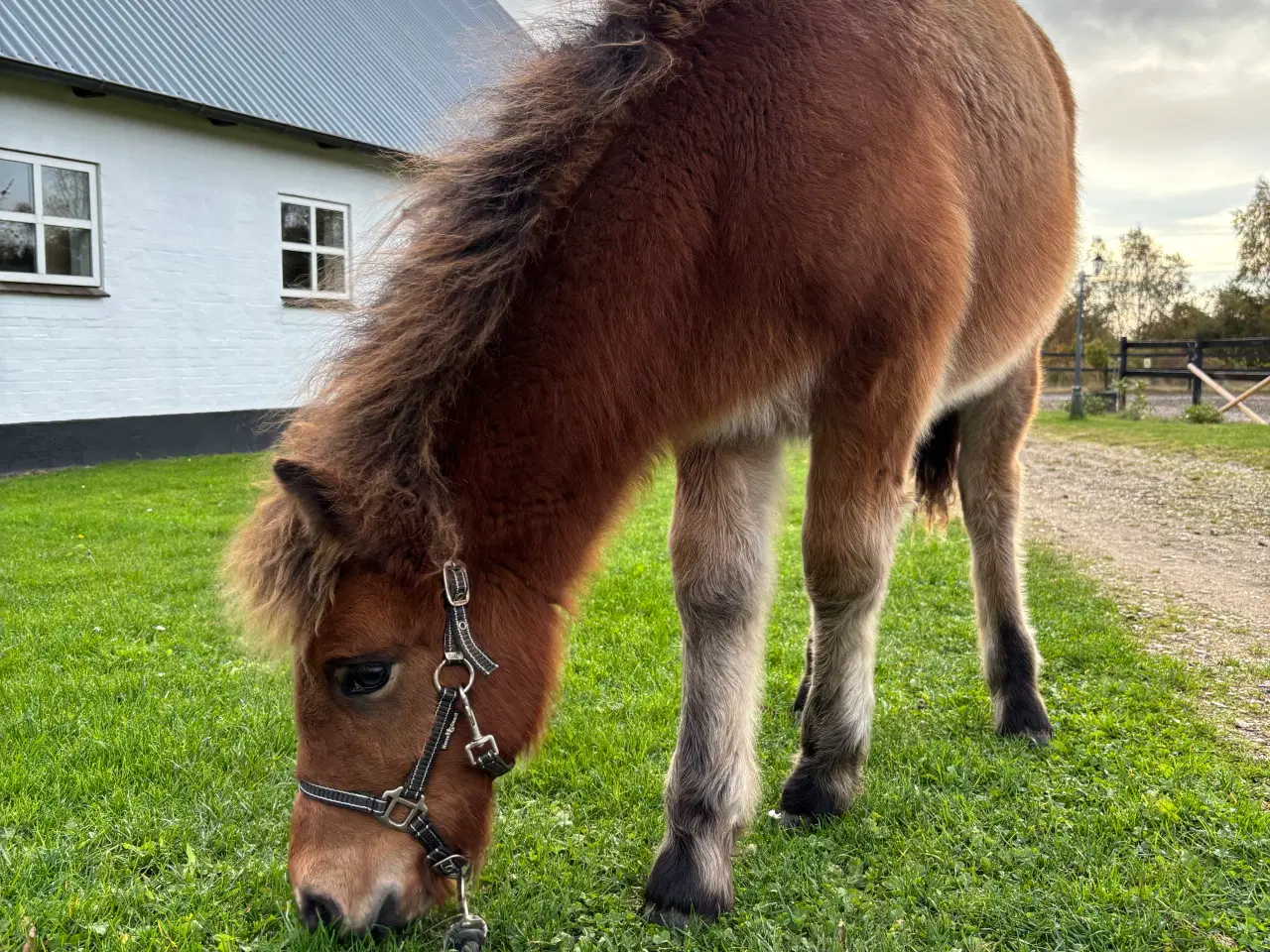 Billede 3 - Smuk 5-gænger med et virkelig godt sind