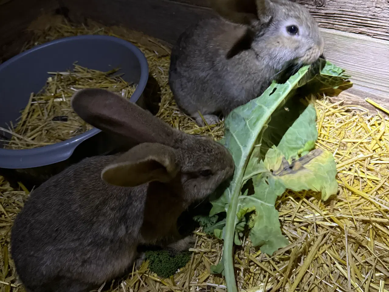 Billede 5 - Belgisk kæmper 