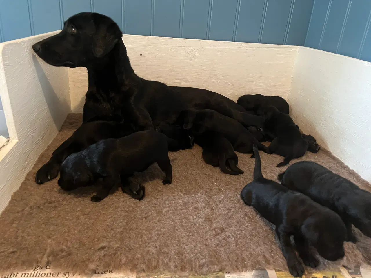 Billede 3 - 🐾 Labrador Formel 1 Hvalpe til Salg 🐾