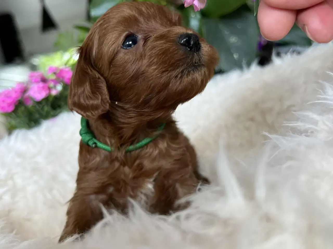 Billede 5 - Maltipoo tæve 