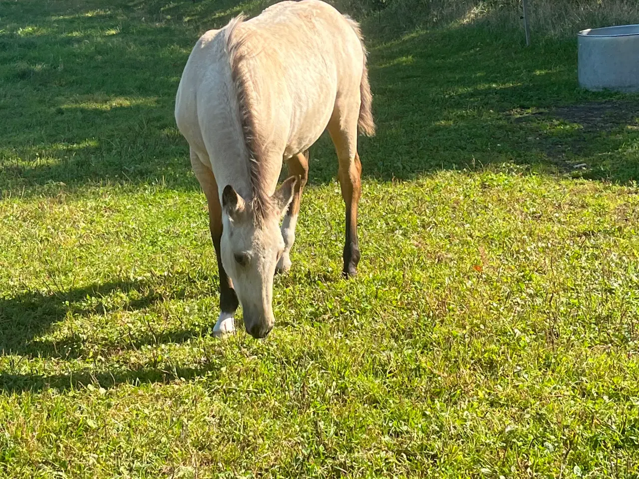 Billede 2 - Hingst føl