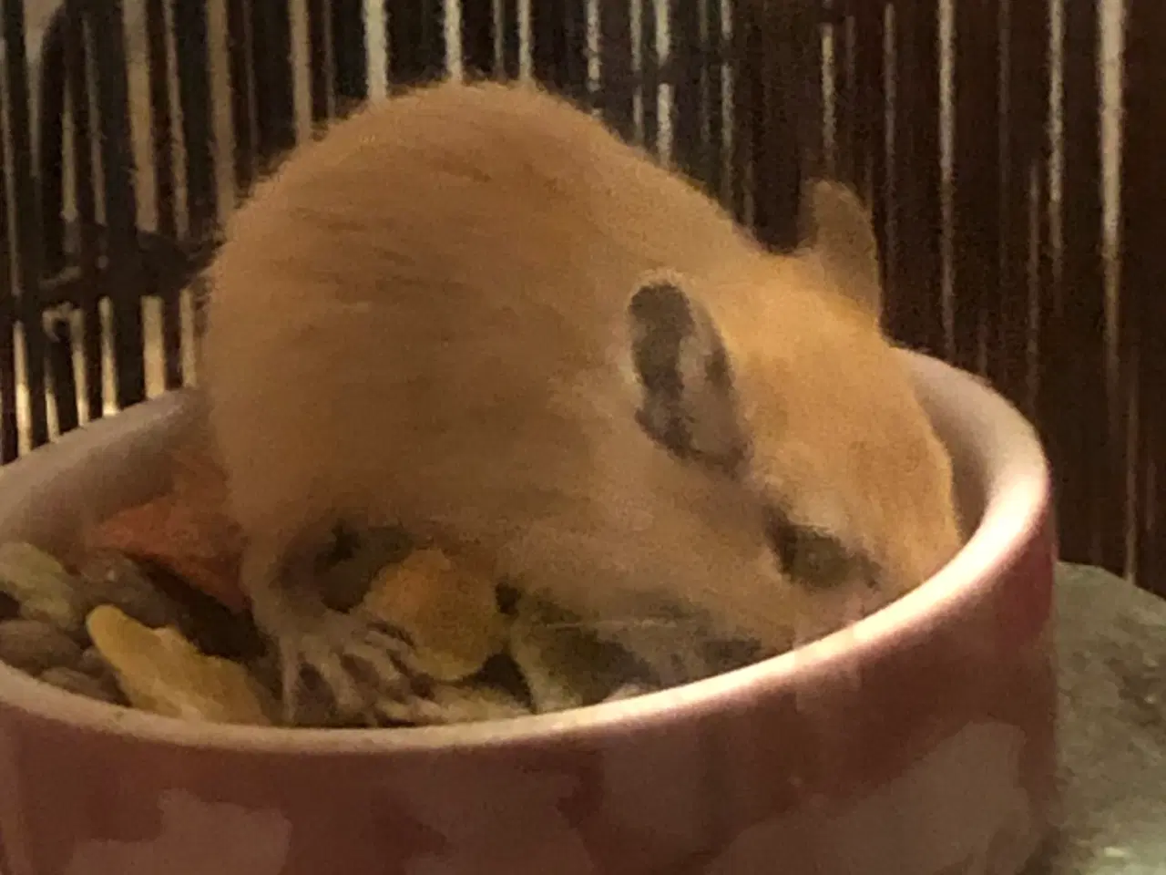 Billede 2 - 3 Ørkenrotter hanner