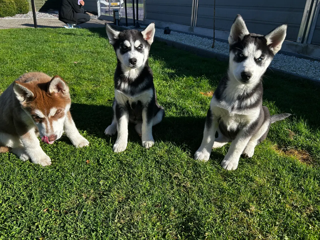 Billede 3 - Din nye husky ven venter på dig
