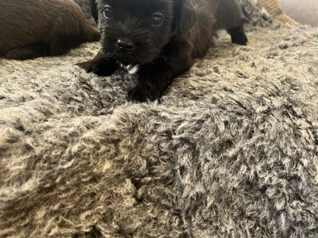 Billede 2 - Boomer hvalpe 🥰