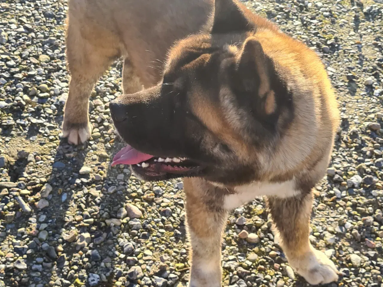 Billede 10 - Hundehvalpe Akita American 