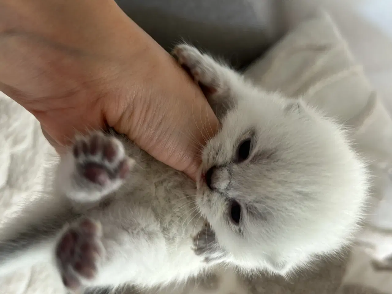 Billede 1 - British Shorthair killinger søger nyt hjem