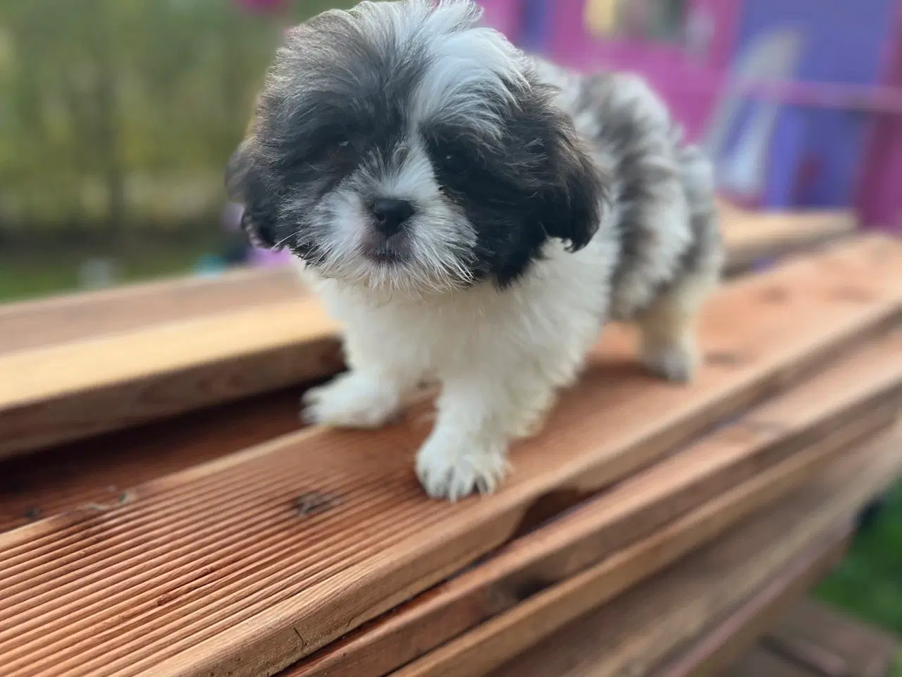 Billede 4 - Han hvalpe 11 uge