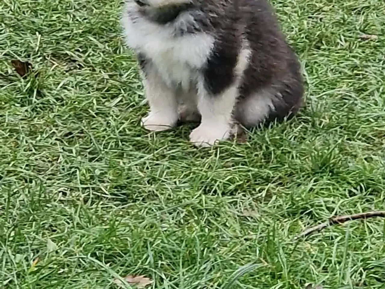 Billede 7 - 🎄 Alaskan Malamute hvalpe – klar til juleferien!