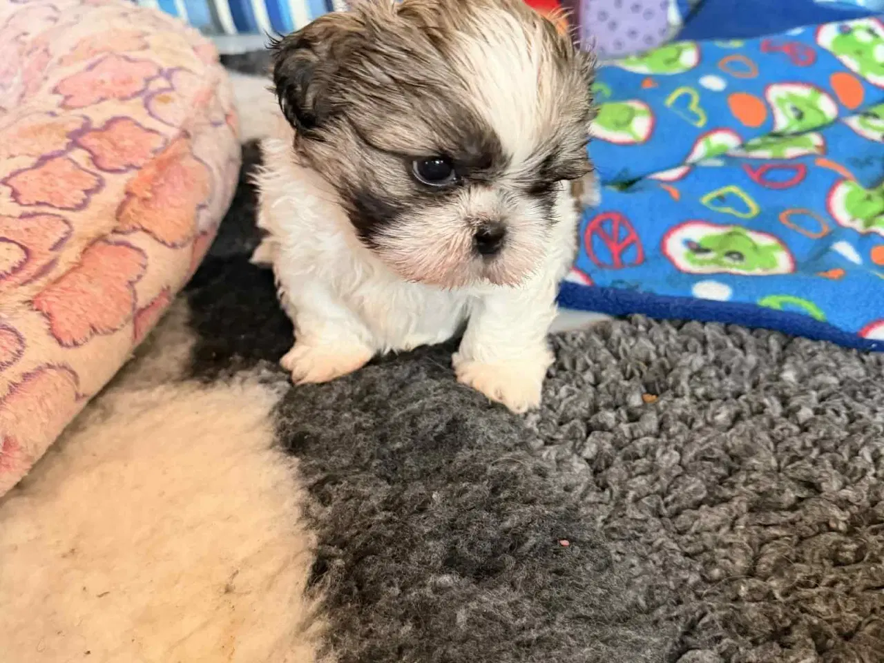Billede 3 - Shih tzu hvalpe 5 uger med stamtavle