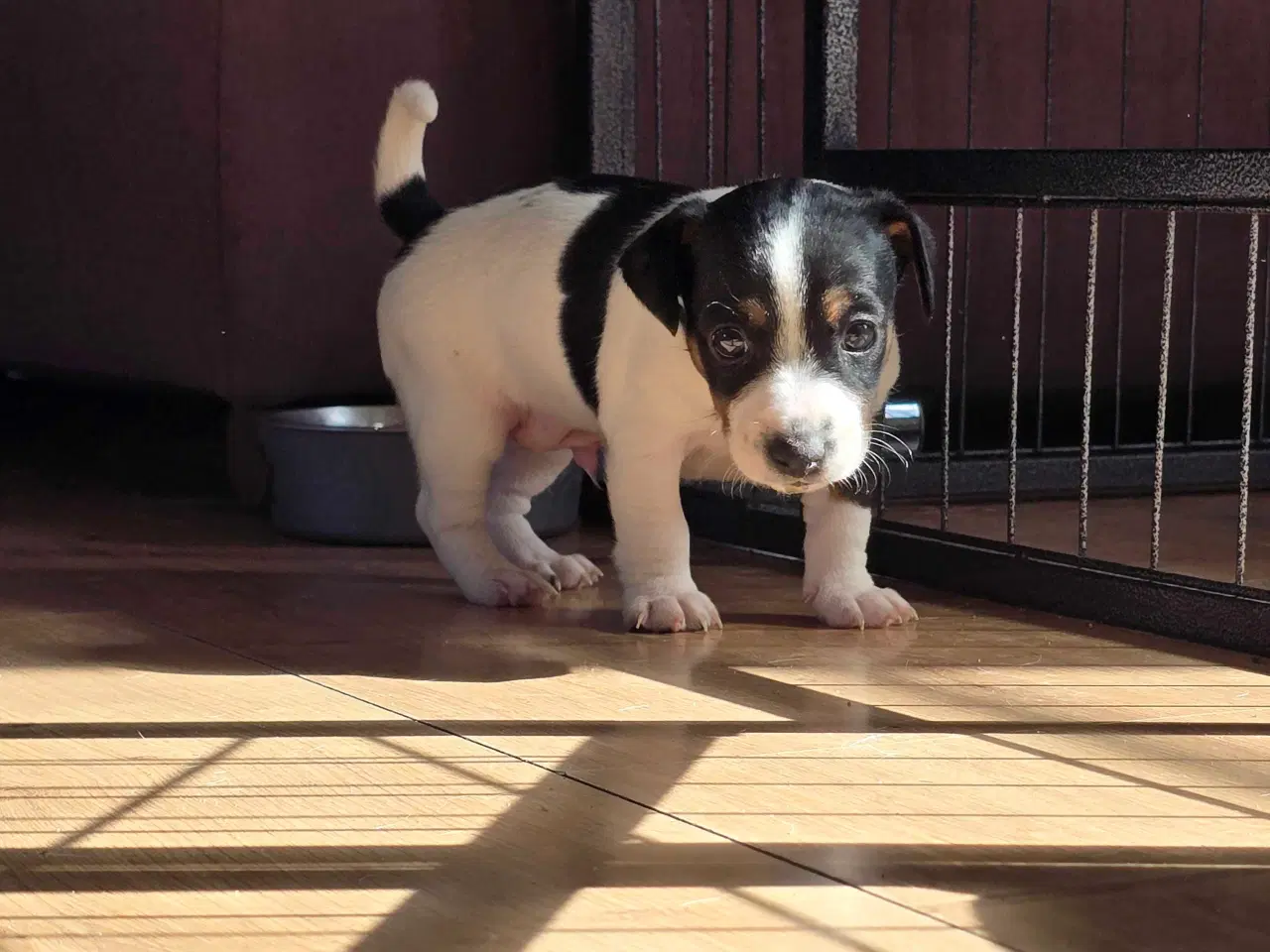 Billede 2 - Dansk svensk gårdhund / jack russel hvalpe