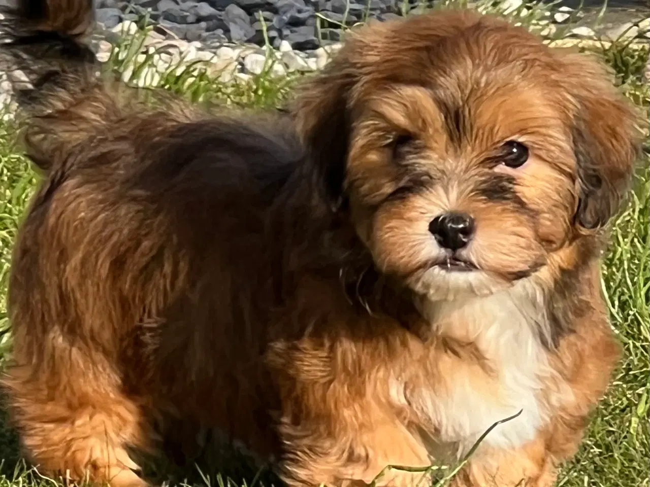 Billede 1 - Dejlige Bichon Havanais