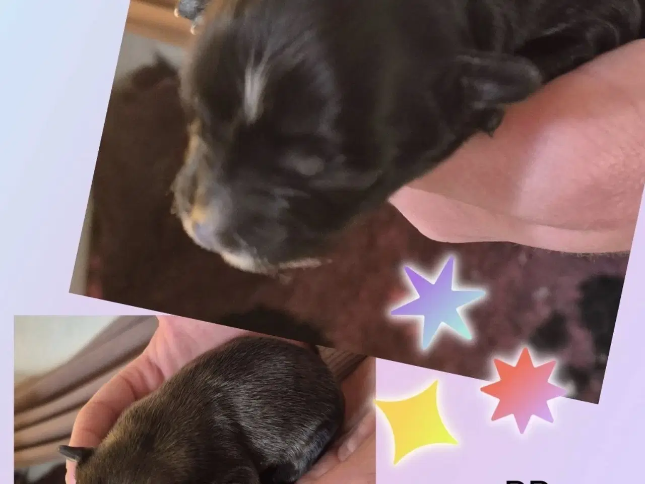 Billede 3 -   Chinese Crested Powder Puff hvalpe – klar til re