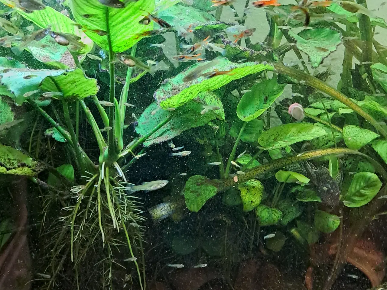 Billede 4 - Mix endler guppy super fin 