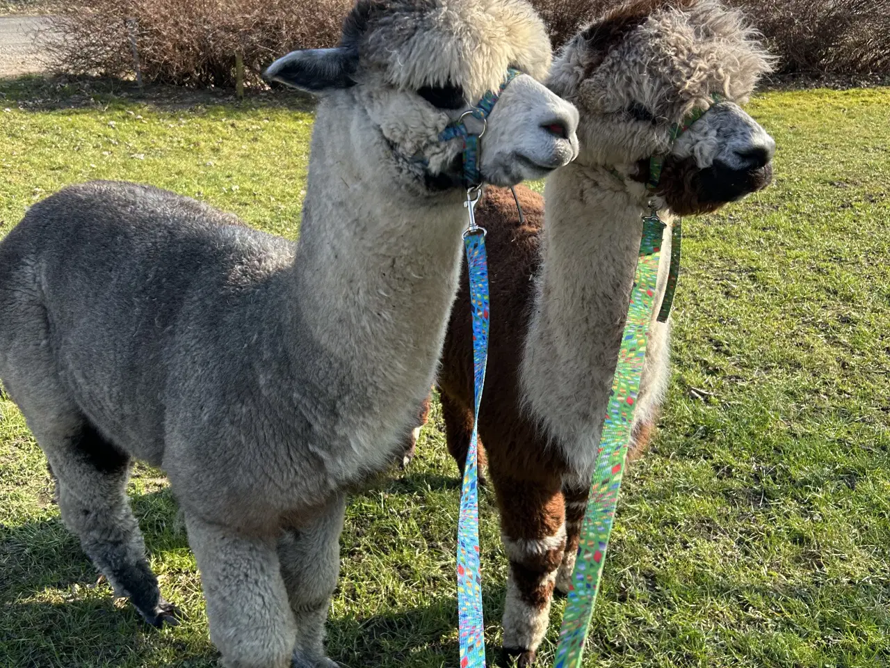 Billede 2 - Alpacahingst sælges