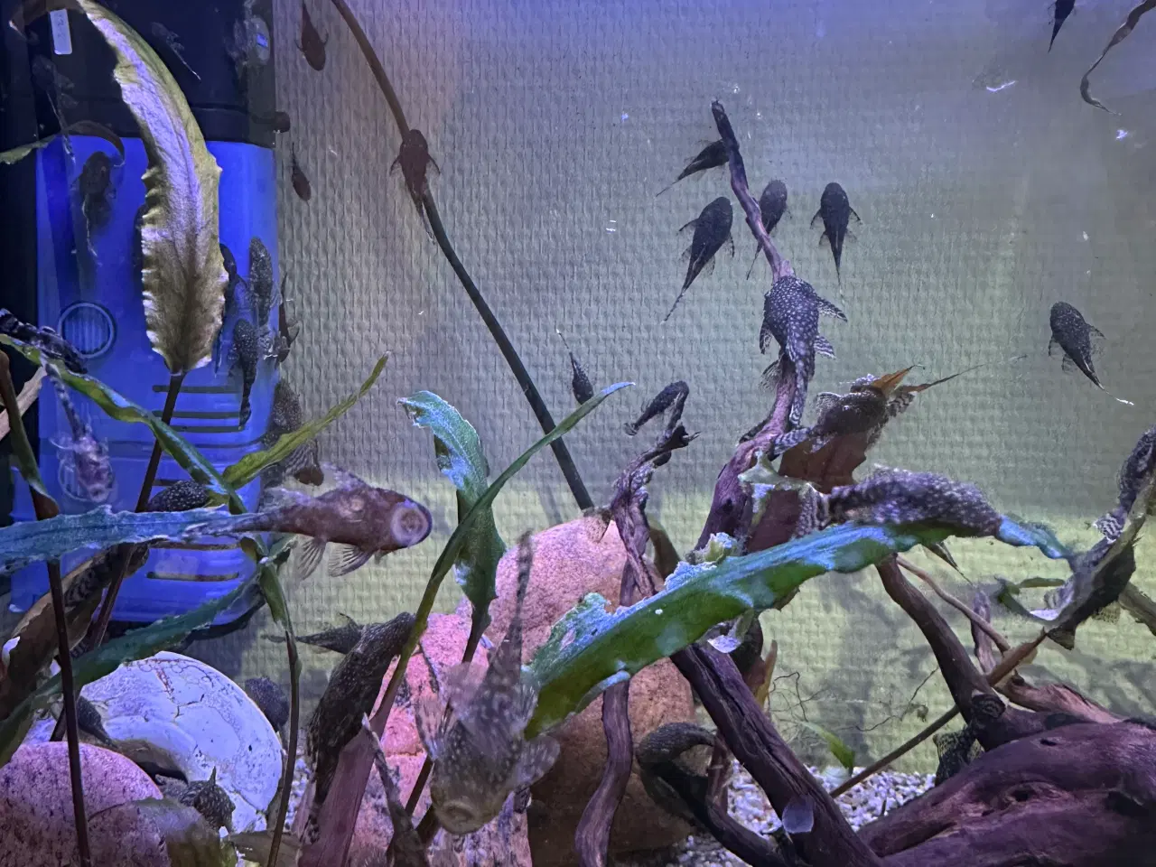 Billede 6 - Ancistrus Maller 