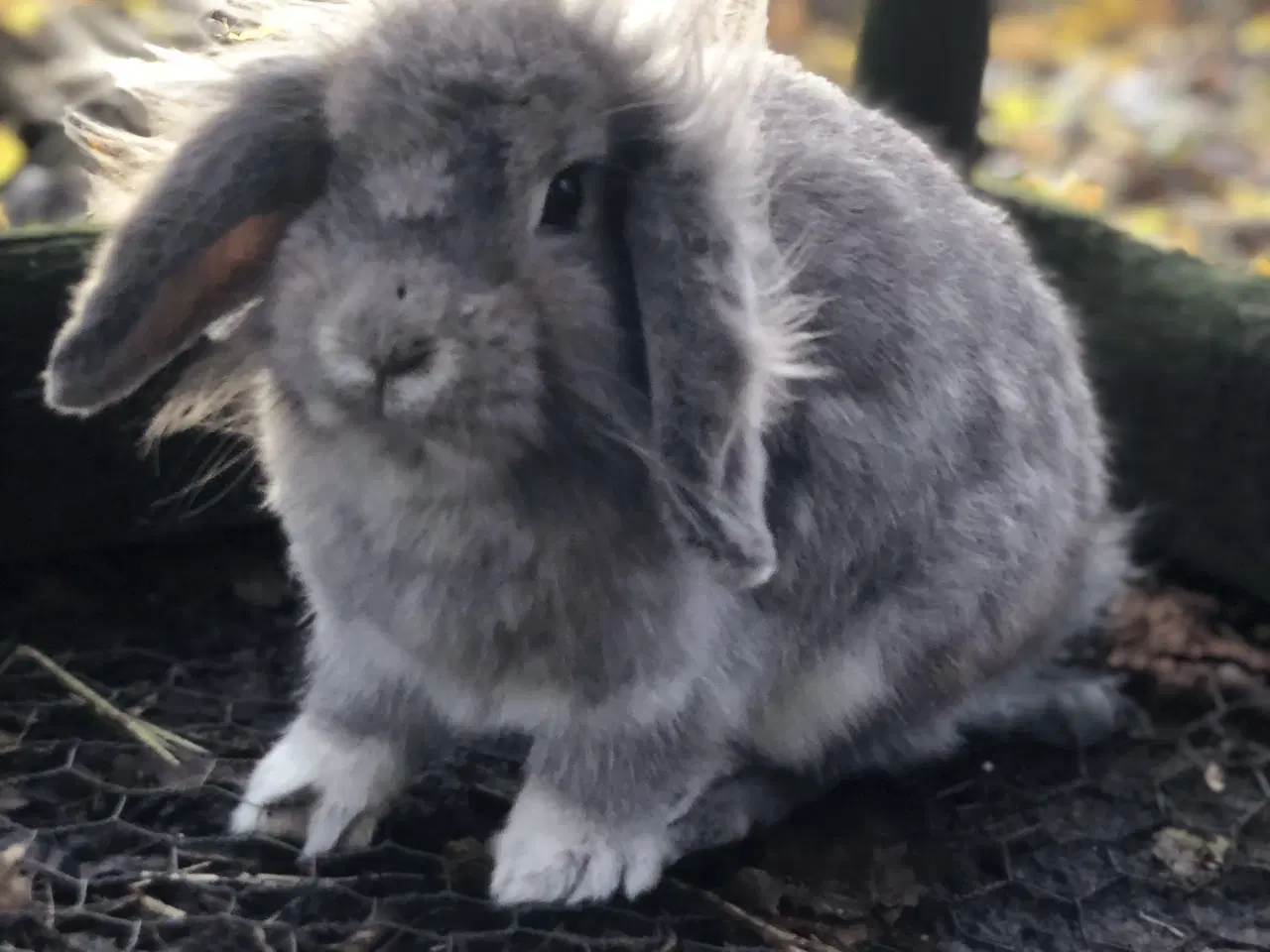 Billede 1 - Sød hunkanin børnevant og tam
