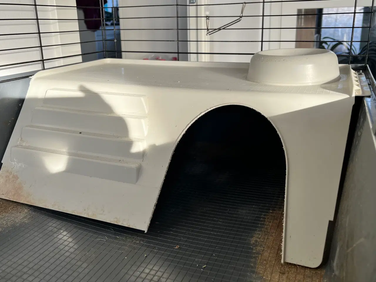 Billede 16 - To hun maresvin sælges med bur og alt tilbehør 