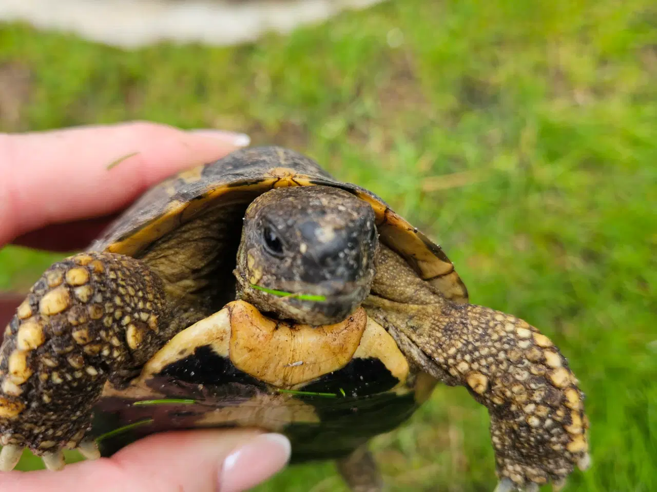 Billede 2 - Græsk landskildpadde. Han, på 5 år