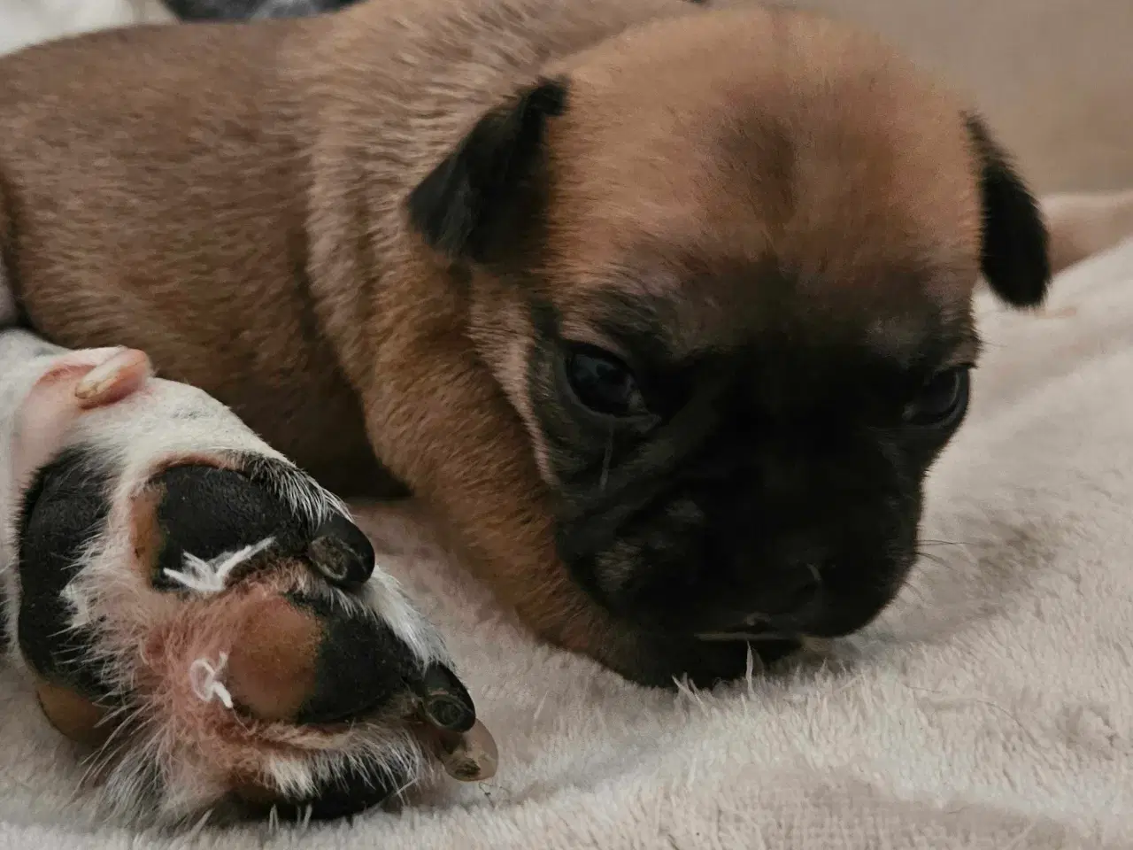 Billede 11 - Fransk bulldog og beagle blandinger født 30/10