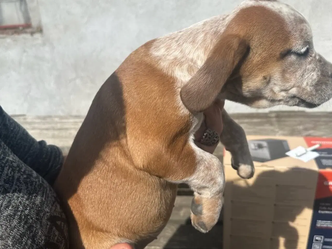 Billede 4 - Cocker spaniel/bull dog hvalpe 