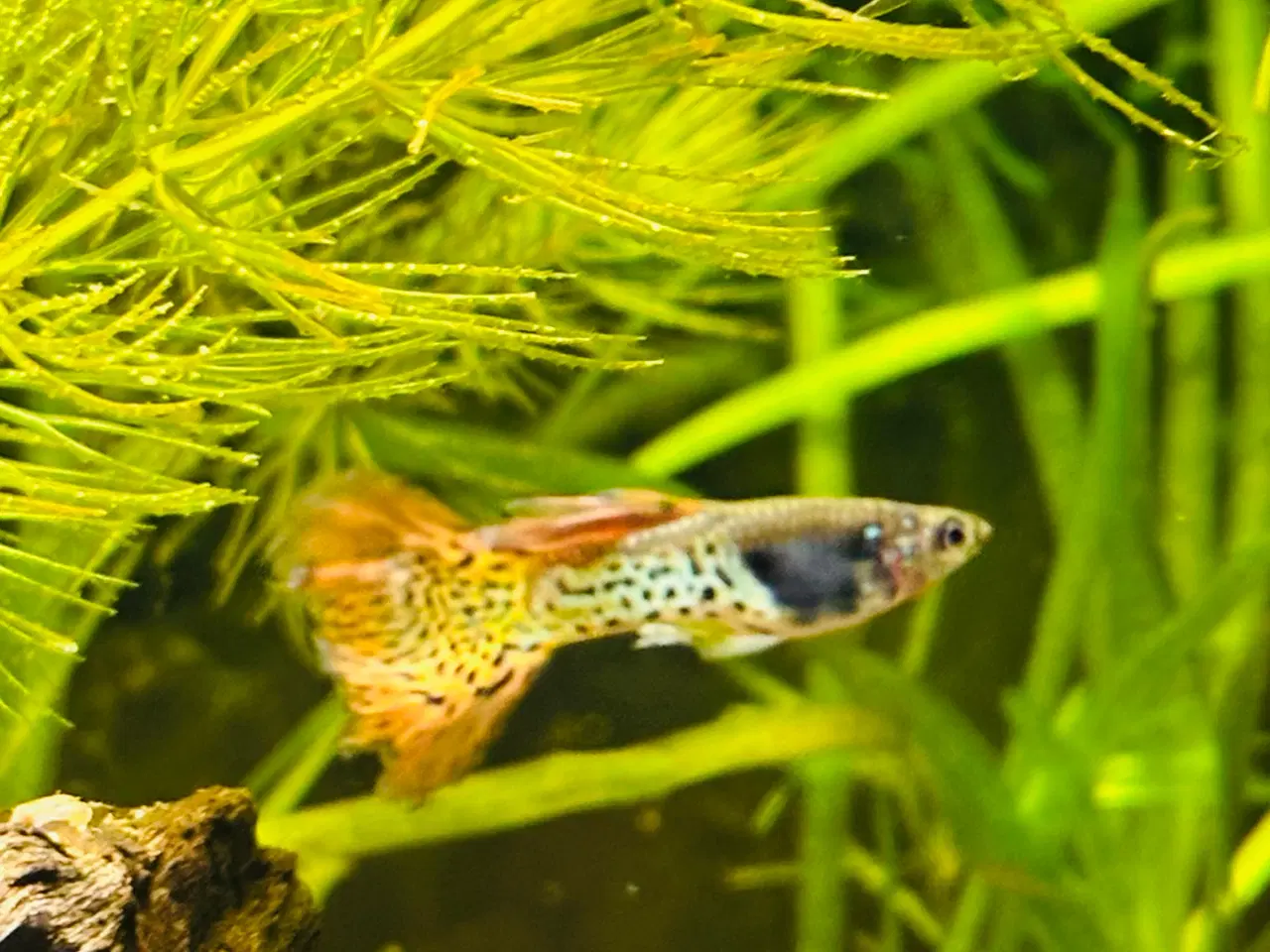 Billede 5 - Guppy yngel 