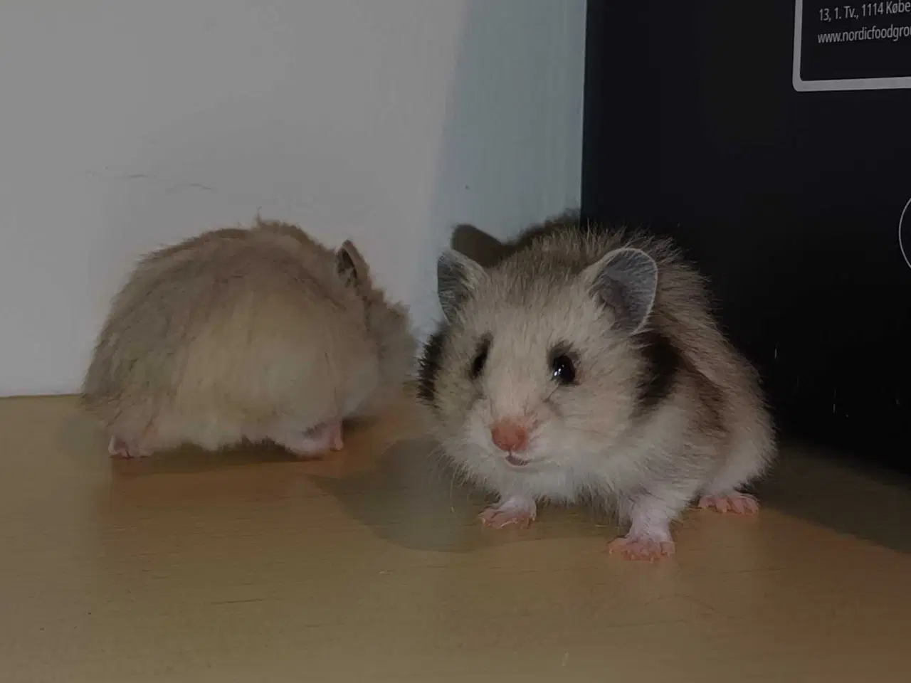 Billede 4 - Guldhamster unger