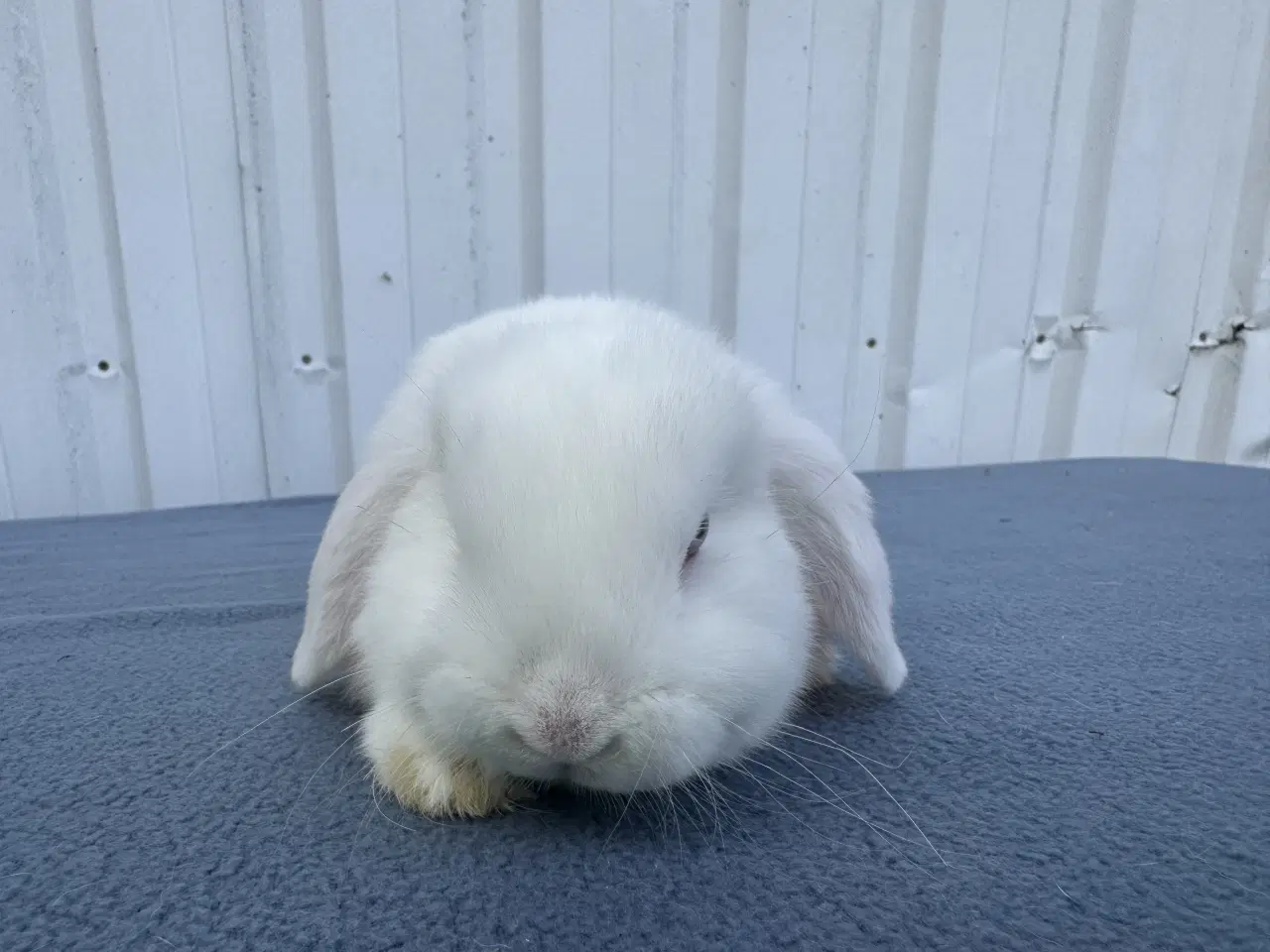 Billede 3 - Dværgvædder hunkanin