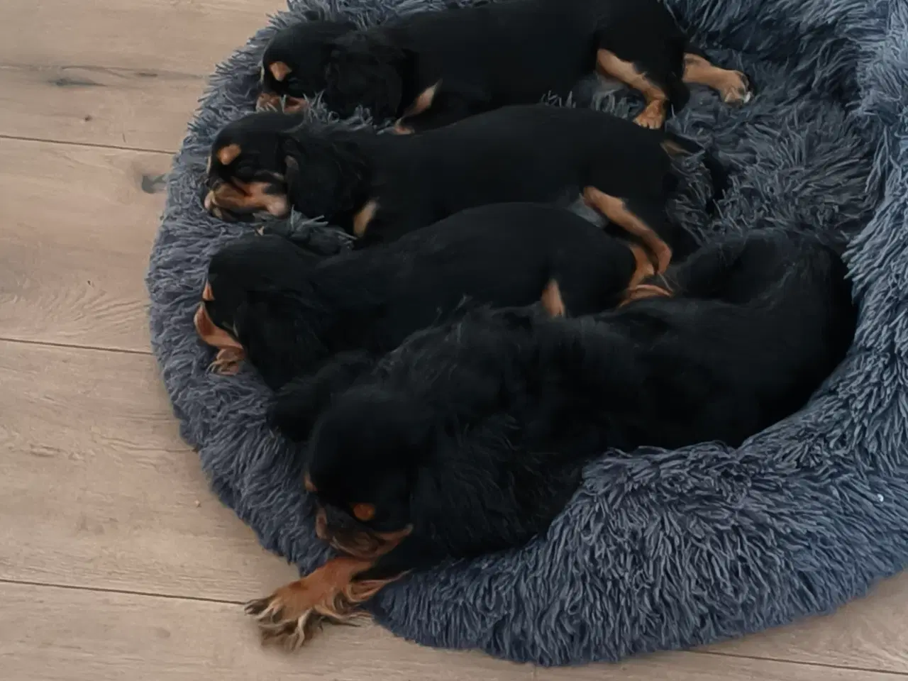 Billede 2 - Skønne King Charles Spaniel