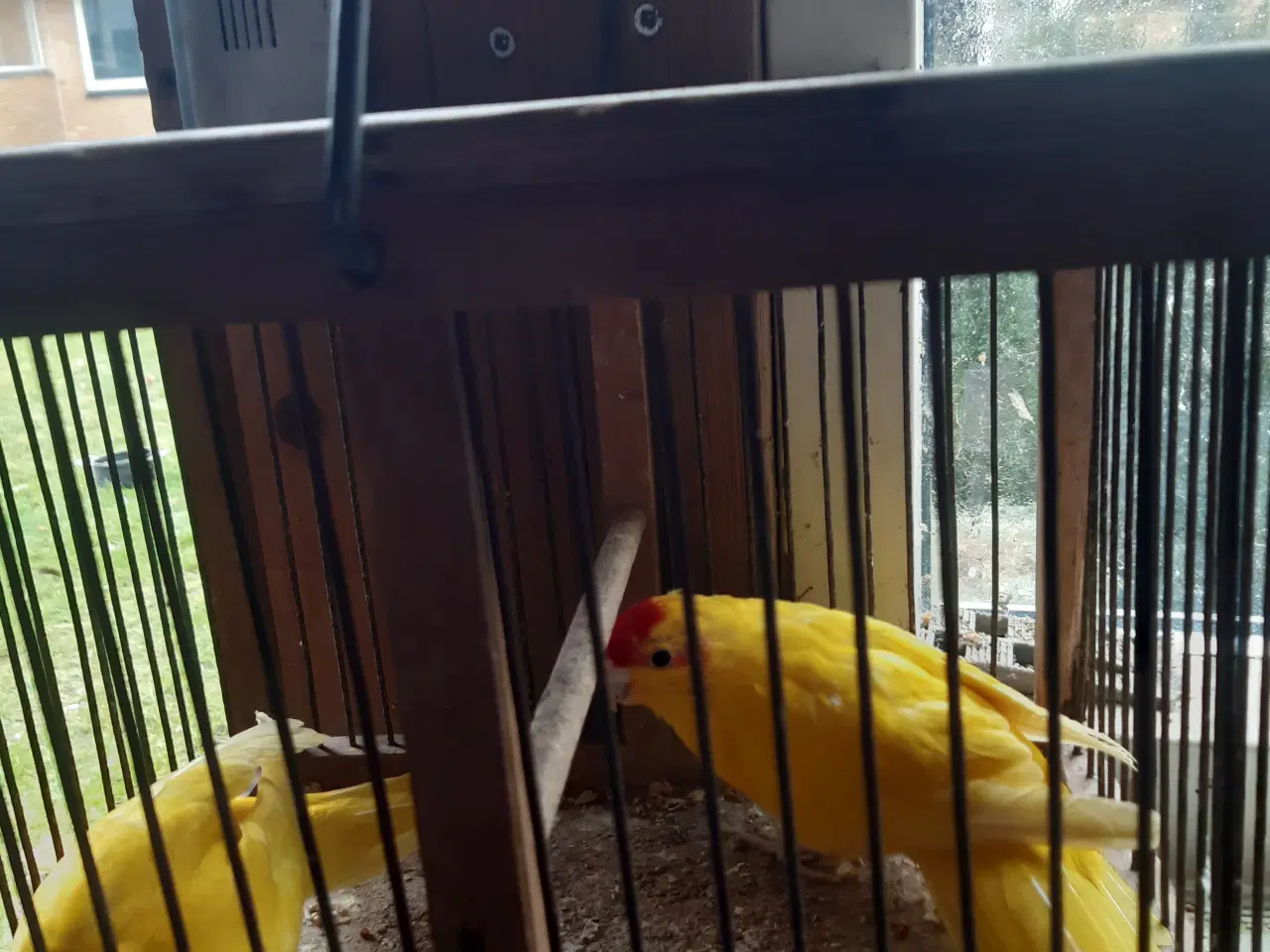 Billede 1 - Et par gule geder 