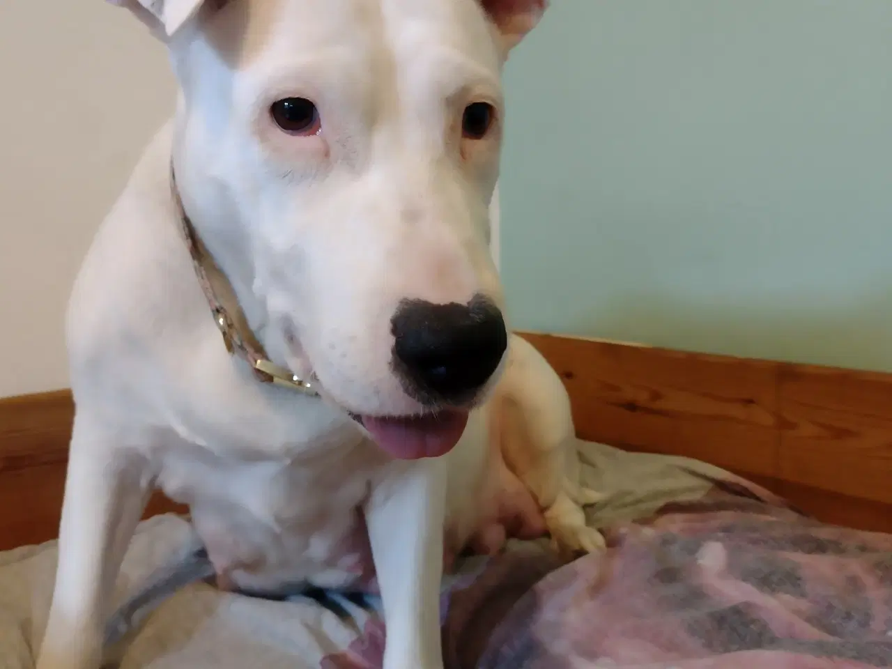 Billede 3 - Bull Terrier blanding 