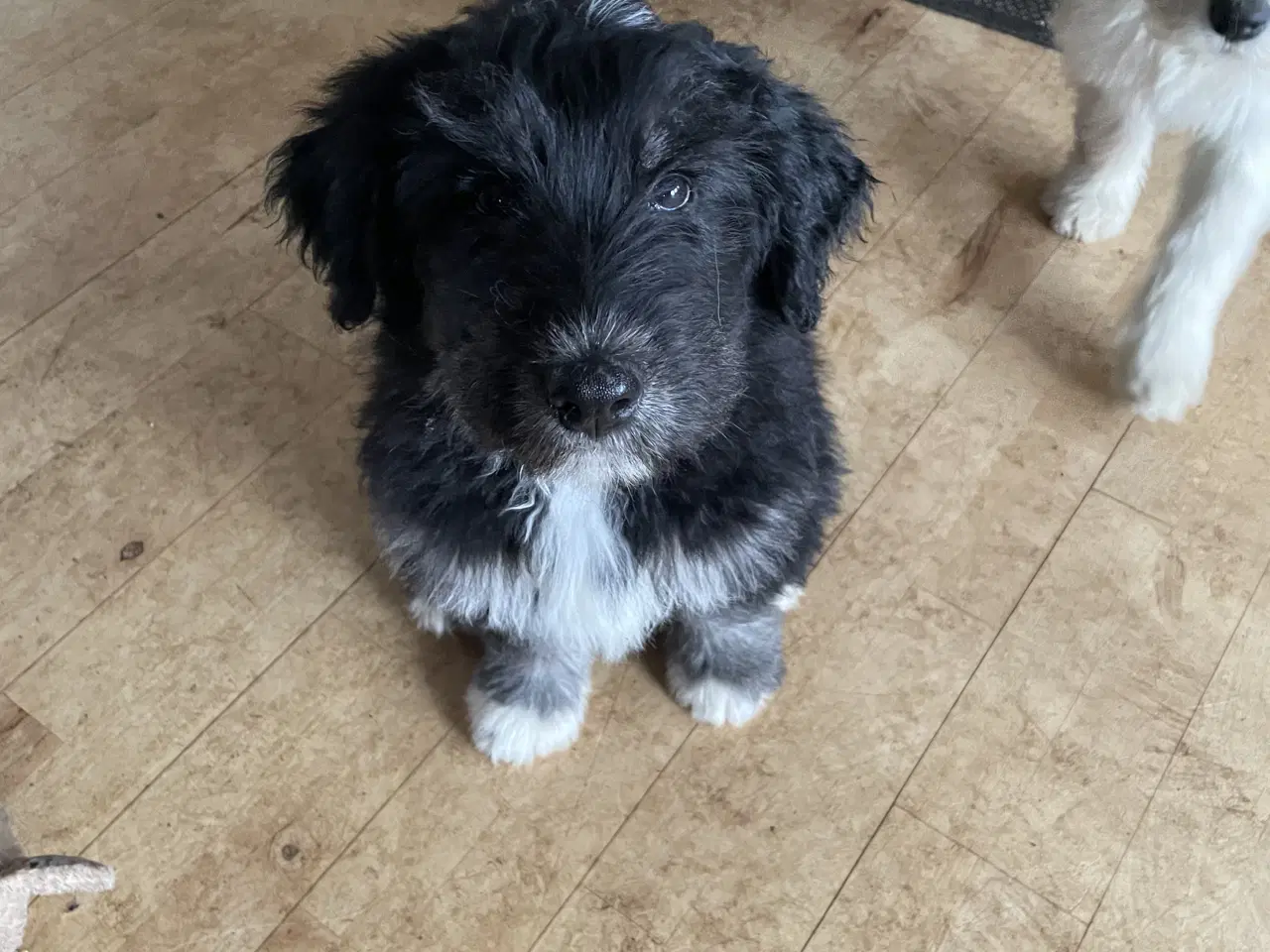Billede 4 - Golden Doodle & Alaskan Malamute Hvalpe