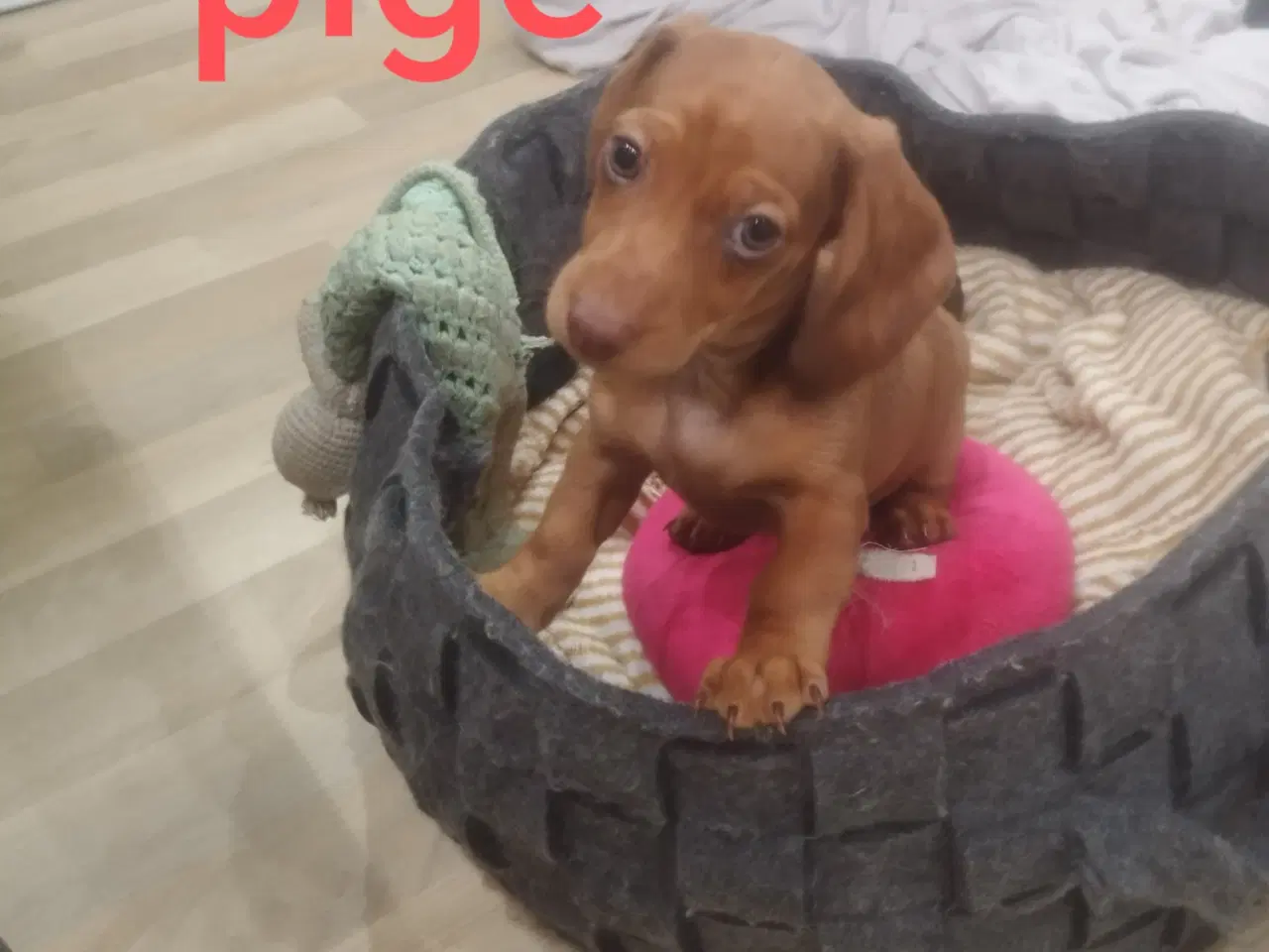 Billede 7 - Danmarks kønneste Dværg Gravhunde hvalpe