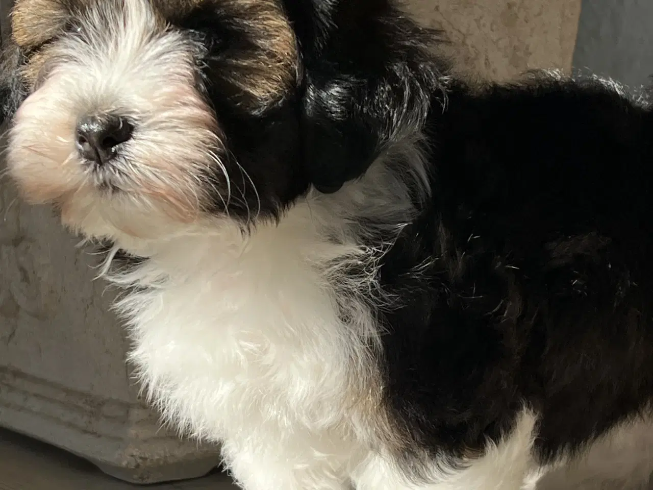 Billede 16 - Avlstjeneste /  Bichon Havanais