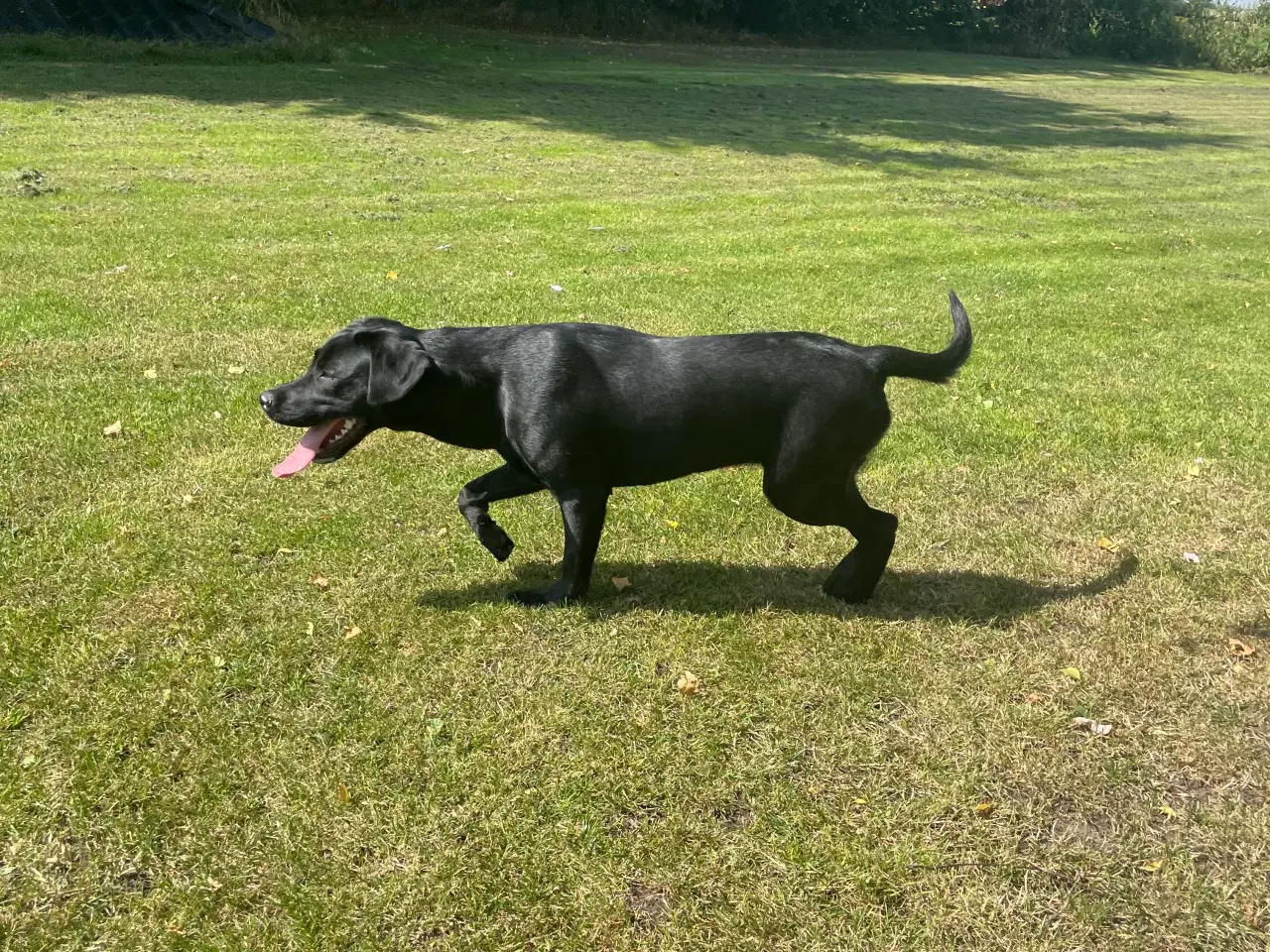 Billede 5 - Labrador 