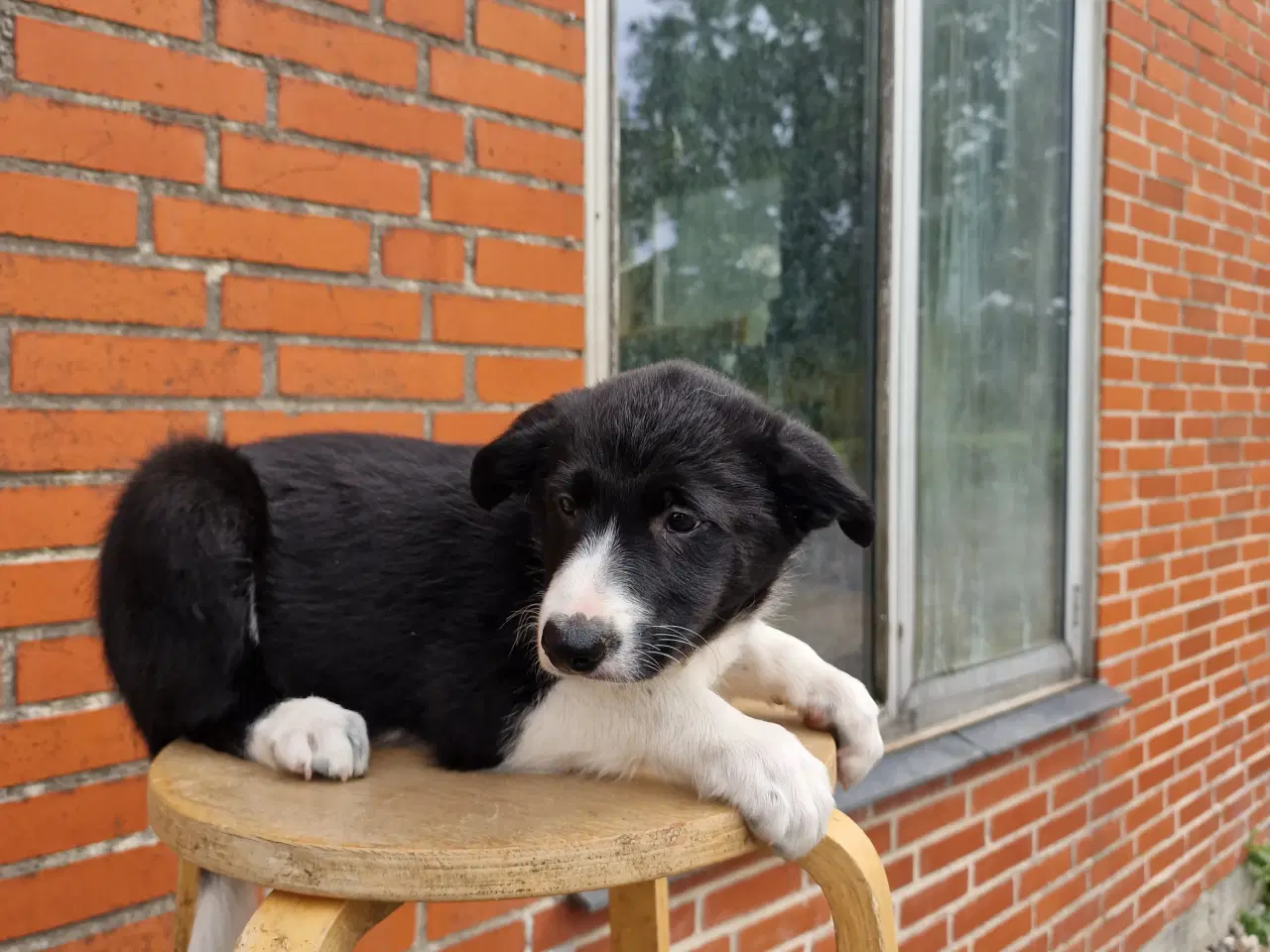 Billede 3 - Border Collie hvalpe