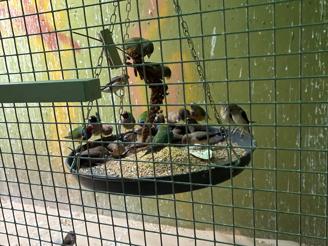 Billede 4 - Mågefinker