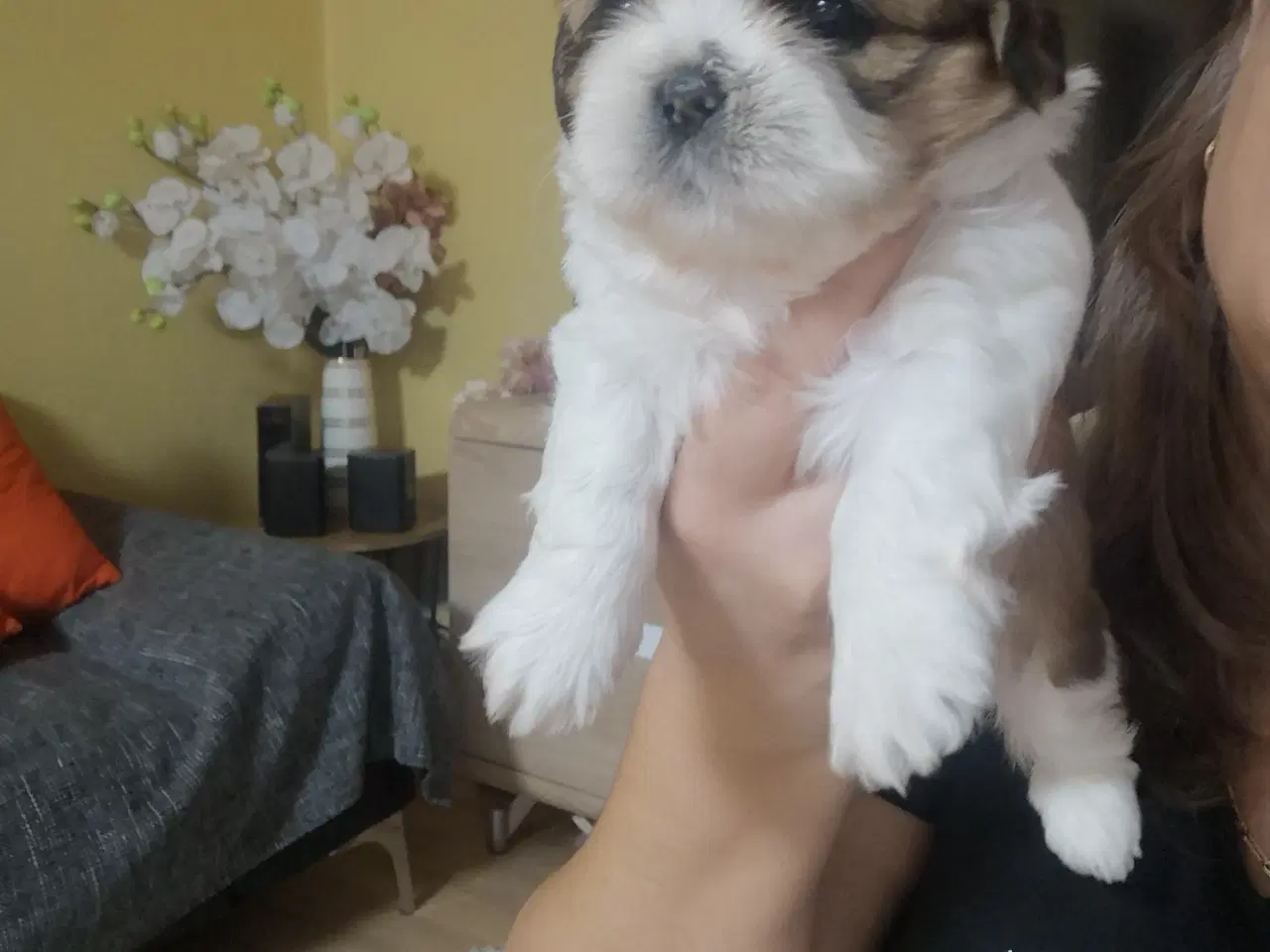 Billede 3 - Shih tzu Hvalpe