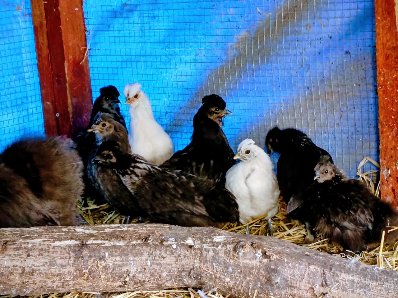 Billede 2 - Fine kyllinger